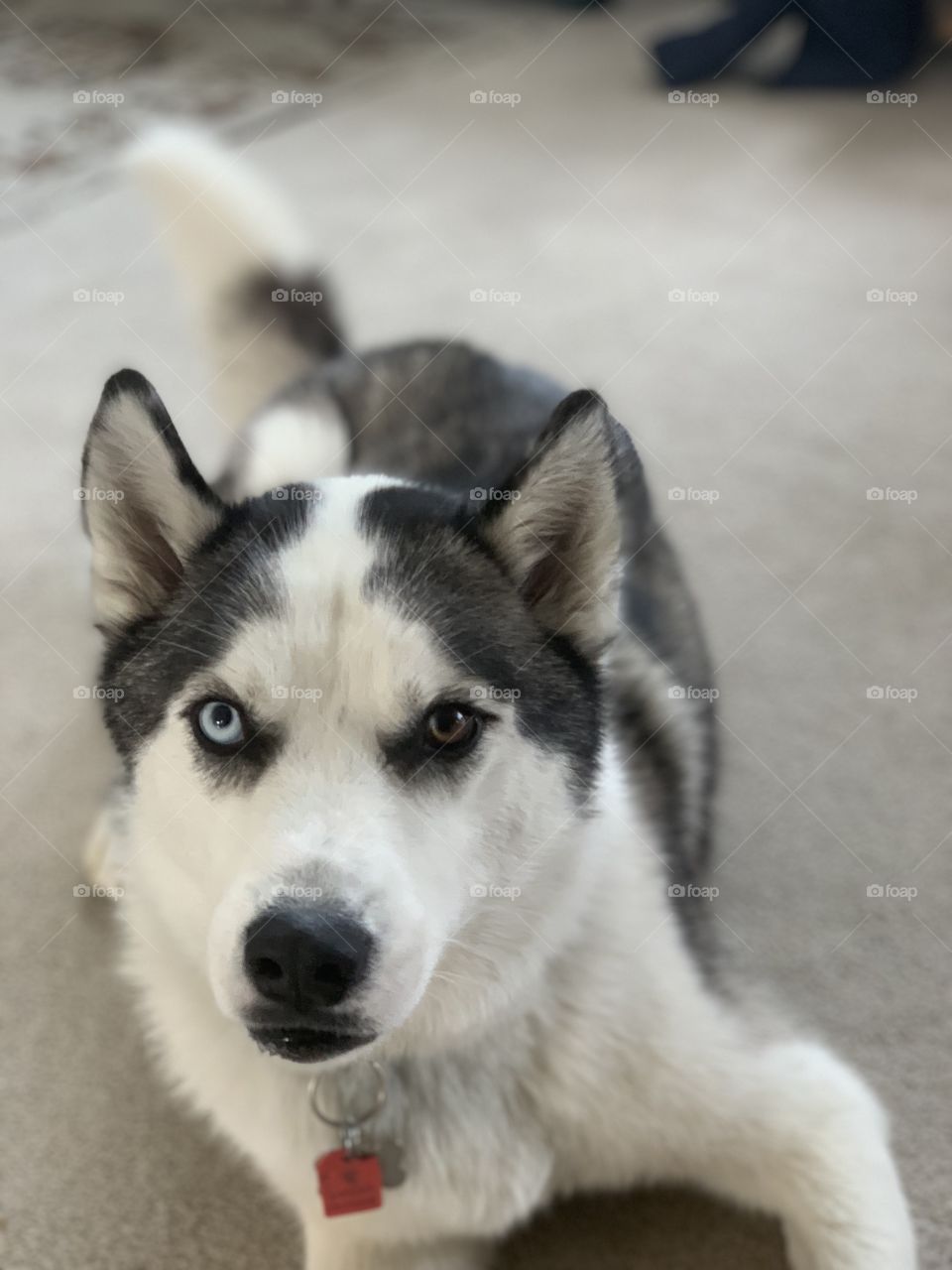 Husky