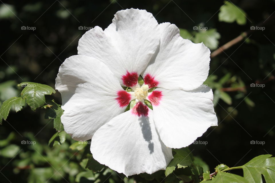 White Hibiscus Bloom