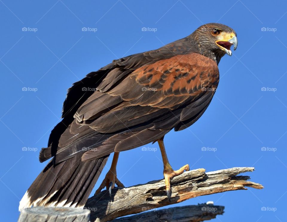 Harris Hawk