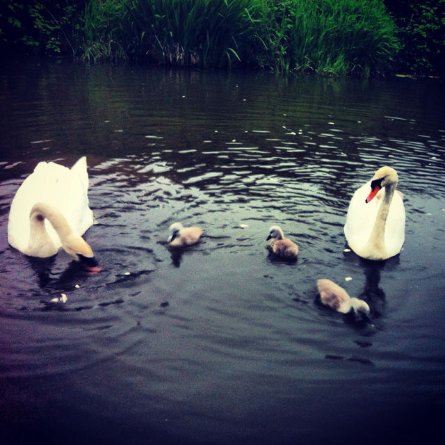 LONGFORD CANAL