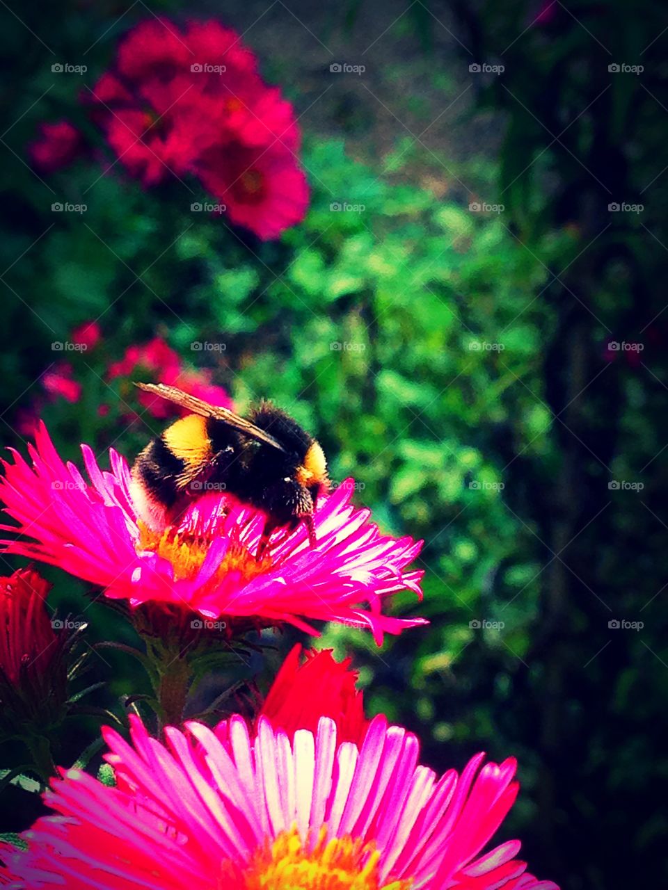 Close up side view of a bumblebee on a pink flower