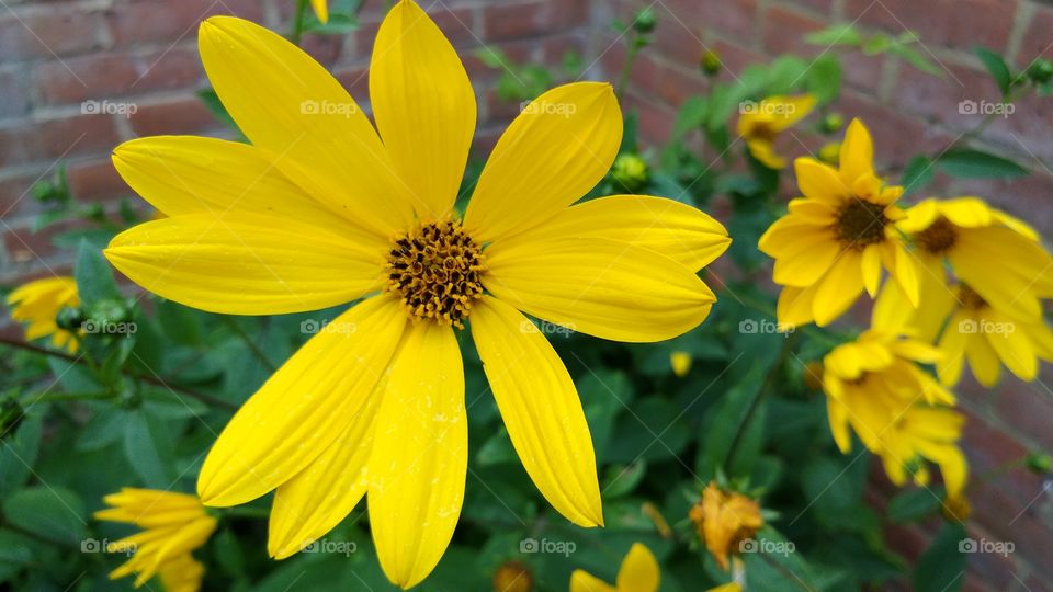 flowers