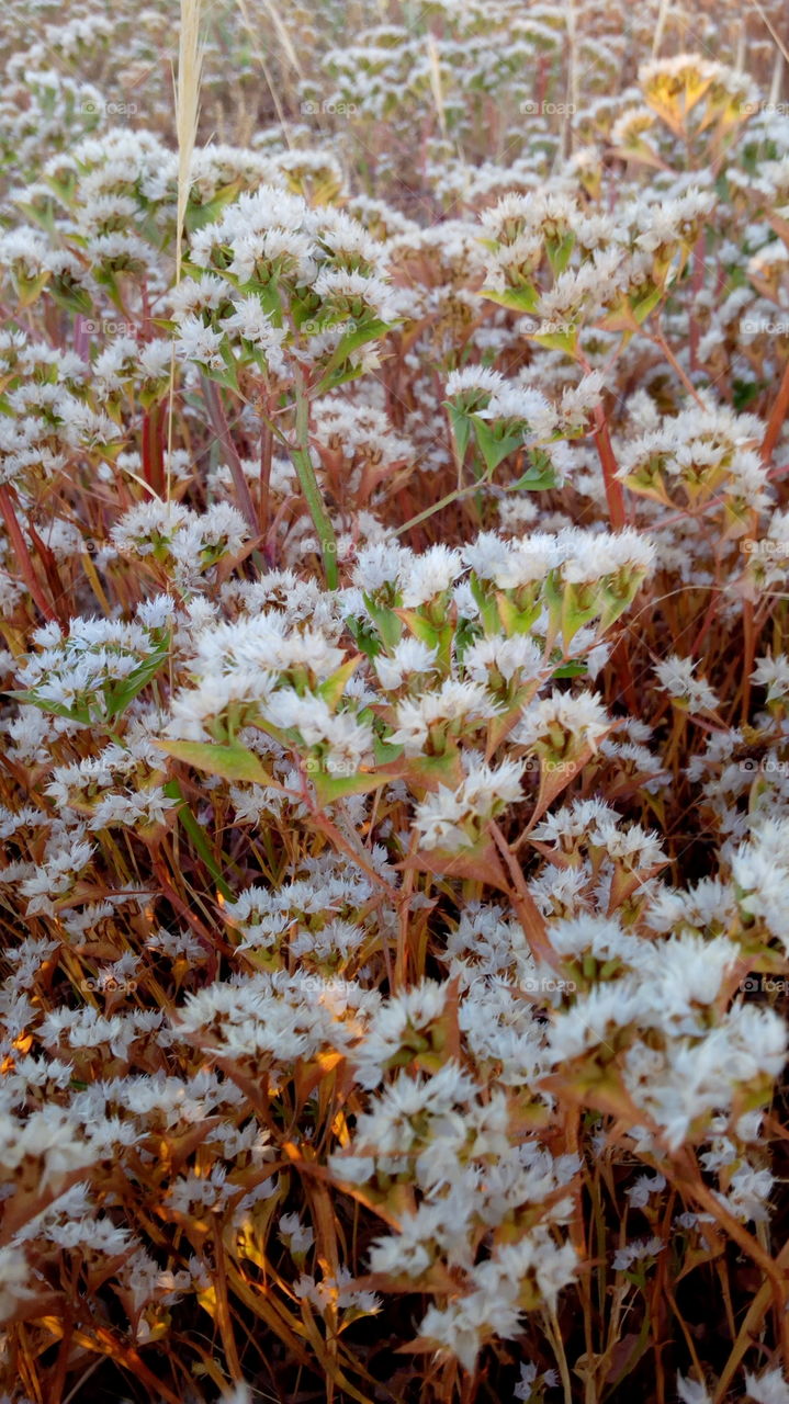 Close-up of white flowers growing on field