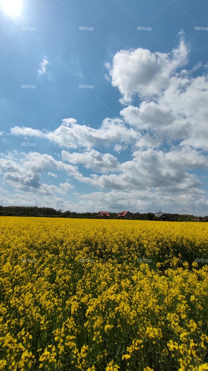 rapeseed field