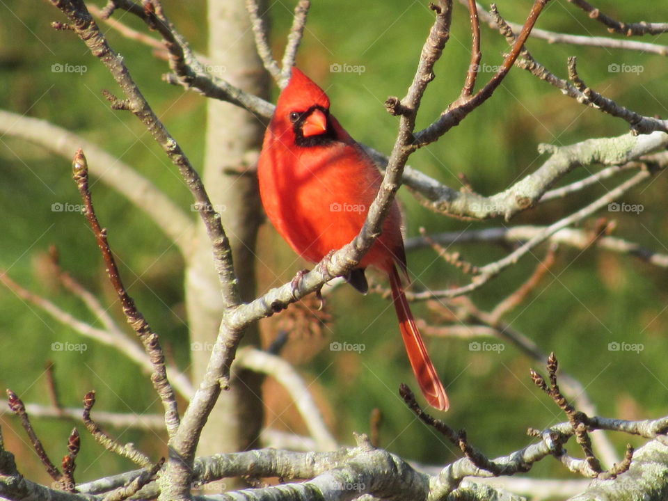 Cardinal