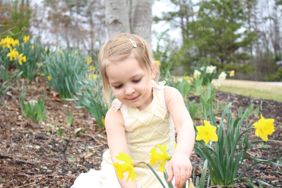 picking daffodils