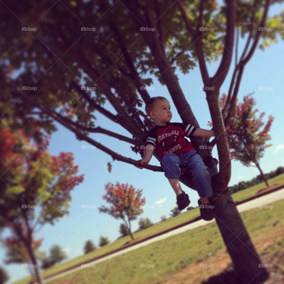 Boy in a tree
