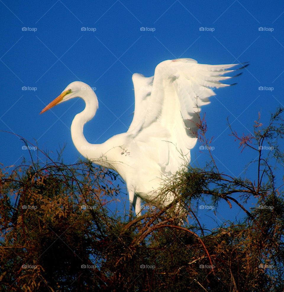Great Egret Landing in Tree