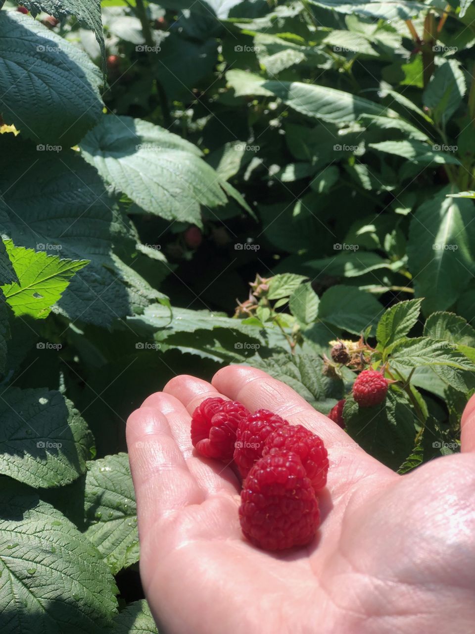 Fresh garden raspberries 