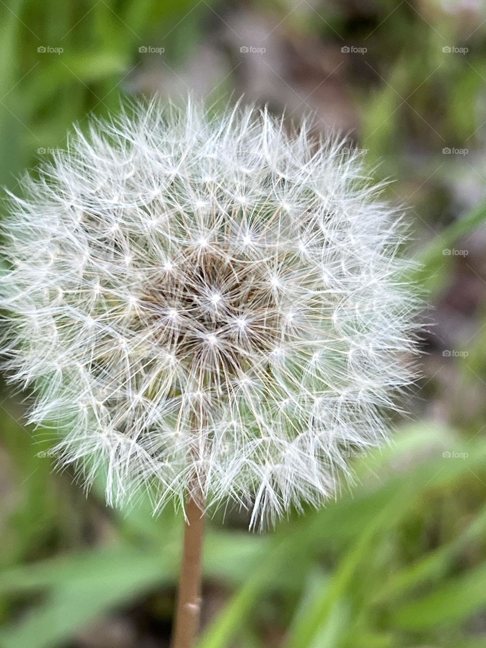 A dandelion 