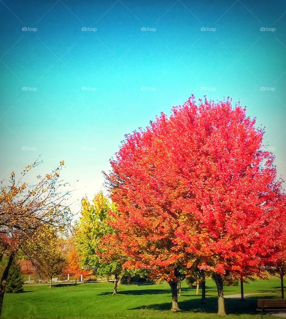 The park. Savouring the beauty of autumn.