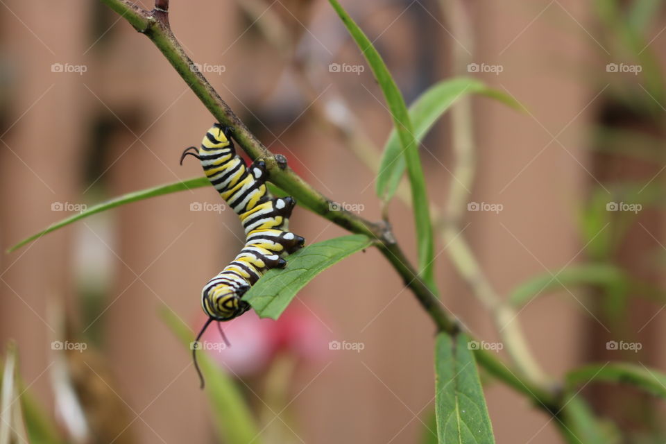 Monarch caterpillar munching on milkweed 