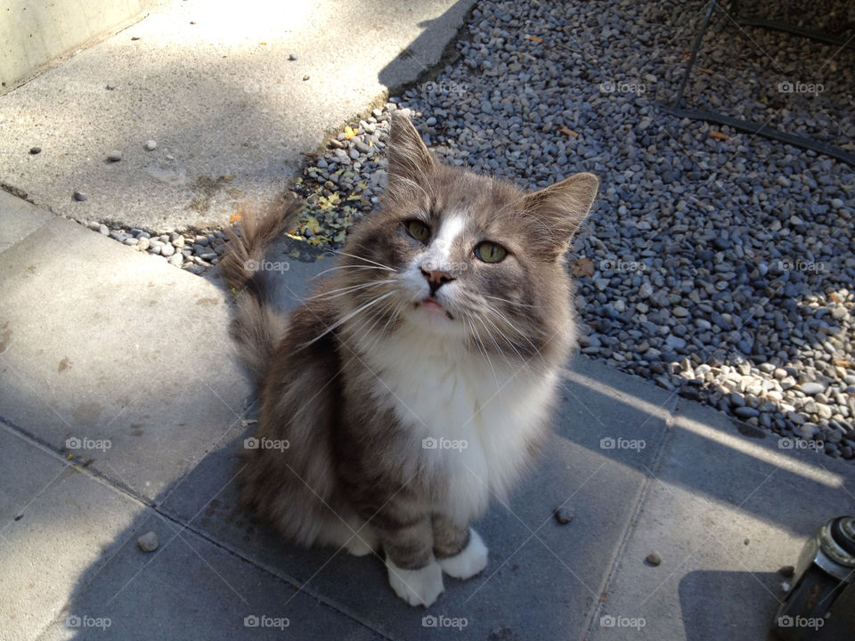 cat coat cute pet by muffty12