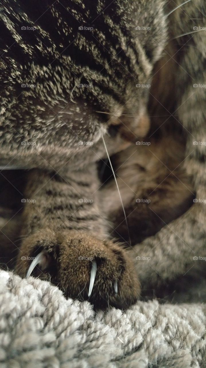 sharp cat claws