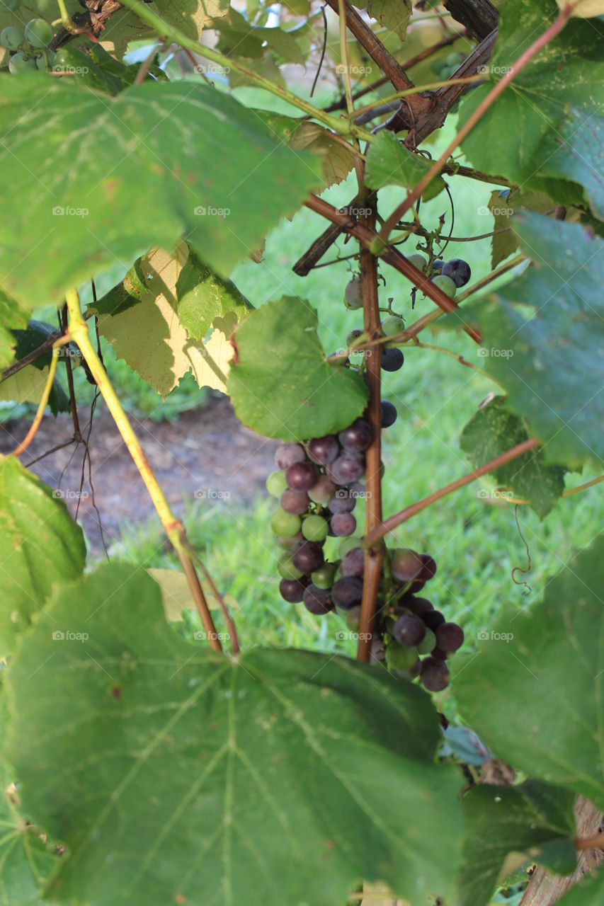 grapes ripening