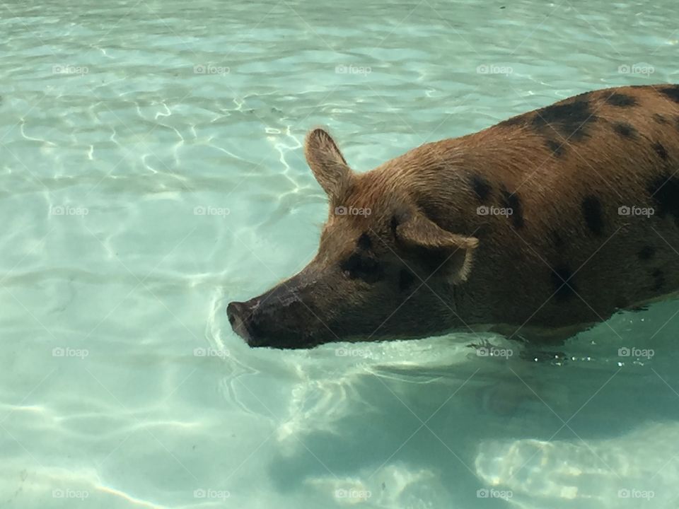 Pig swimming 