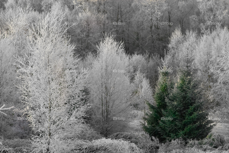 winter green white trees by peo