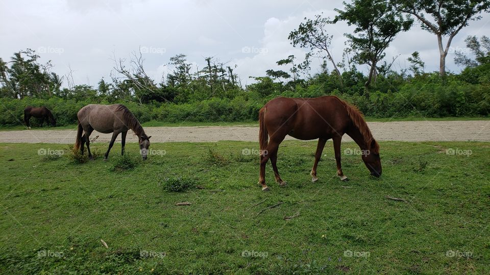 horses