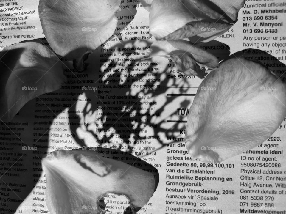 Rose petals on a newspaper with leaf shadow