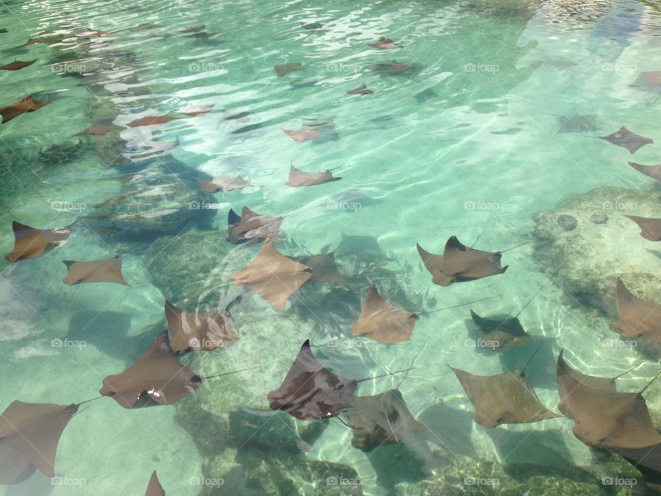 Stingrays
