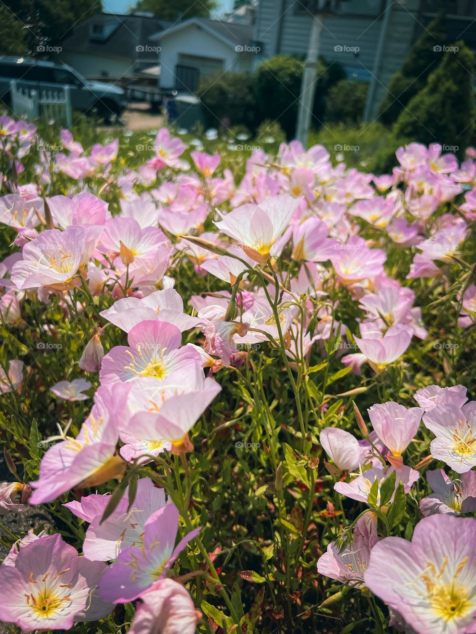 Butterfly flowers