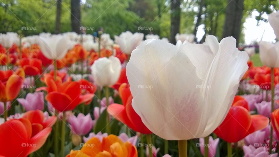 White tulips