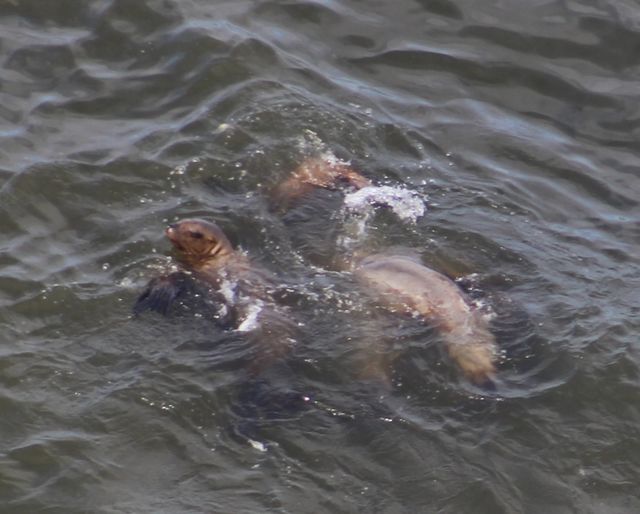 sea lion pups