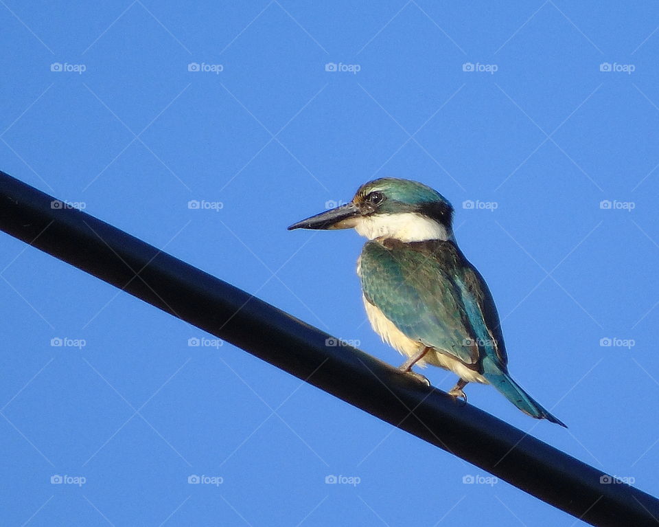 Sacred kingfisher. From the body side of medium , the kingfisher one's look similar with the white collared of kingfisher. Not really many different size of two. And than character to perch for aside of road way as its habits as one.