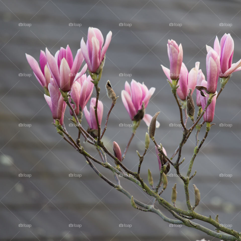 Spring flowers in London