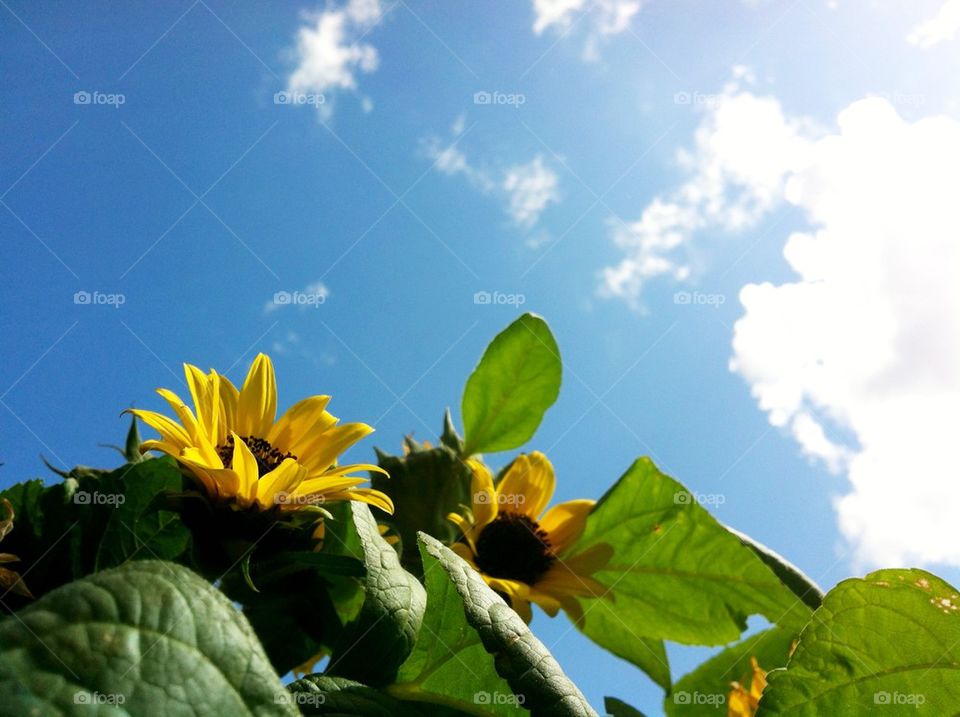 Sunflowers