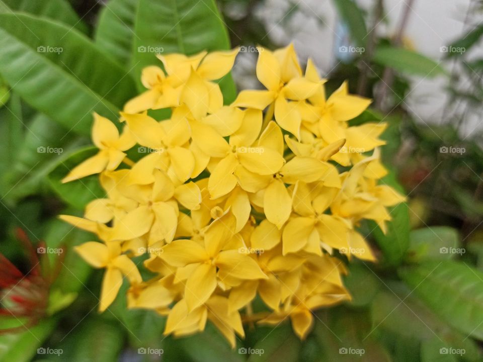 Lush yellow flowers on the park