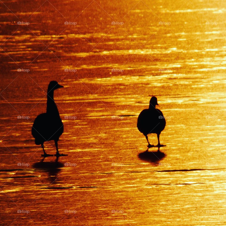Sunset ducks. 