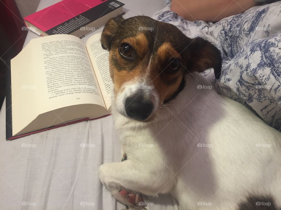 Dog, Canine, Cute, Portrait, Pet