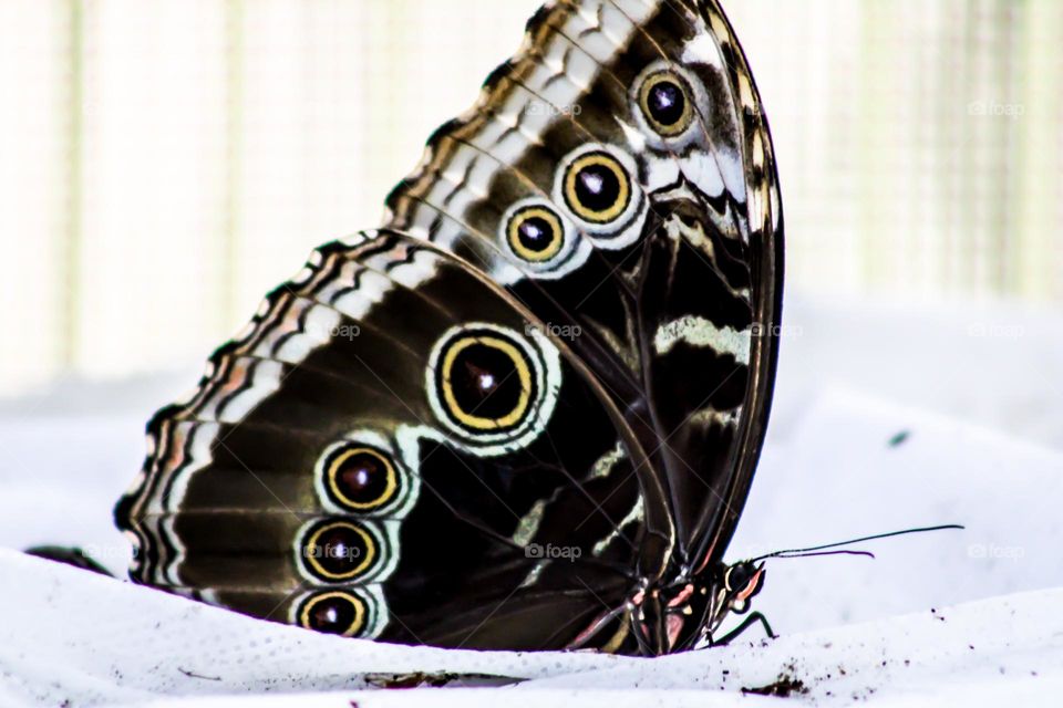 Brown butterfly 