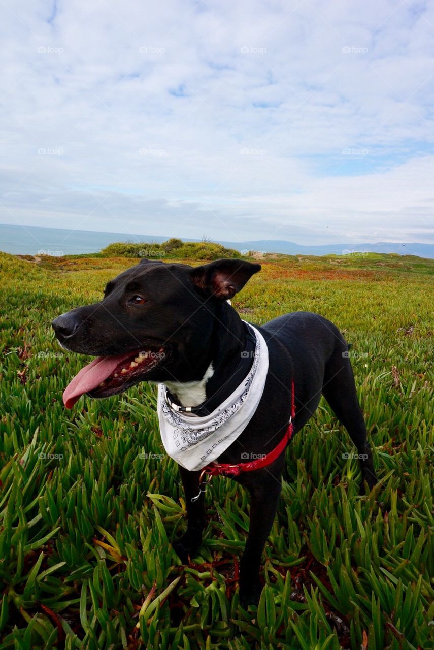 Black dog at Fort Funston, San Francisco