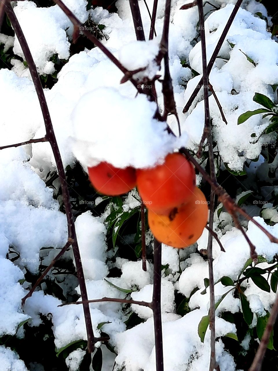 rule of thirds - 3 orange-red wild apples covered with fresh snow