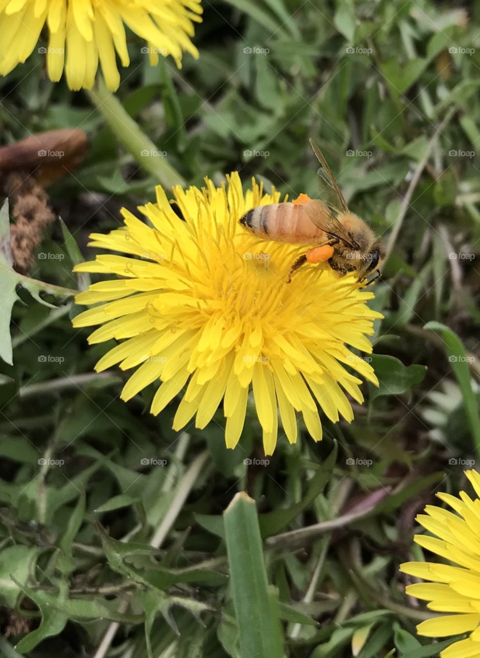 Little bee working hard. 