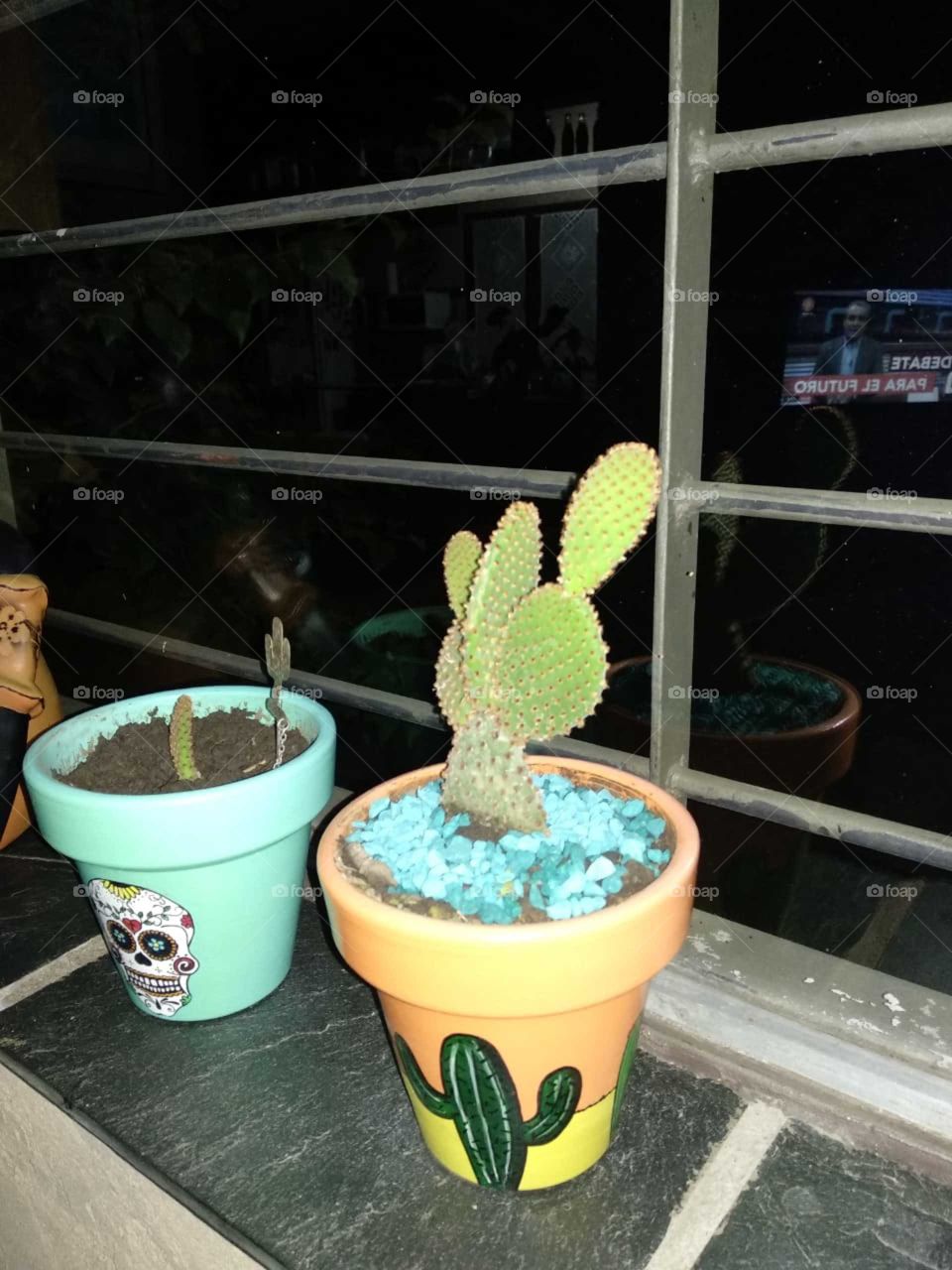 Cactus