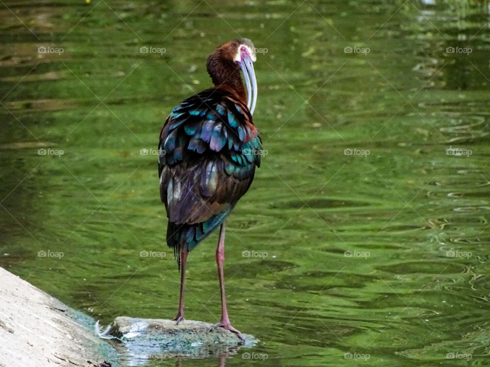 White faced Ibis grooming