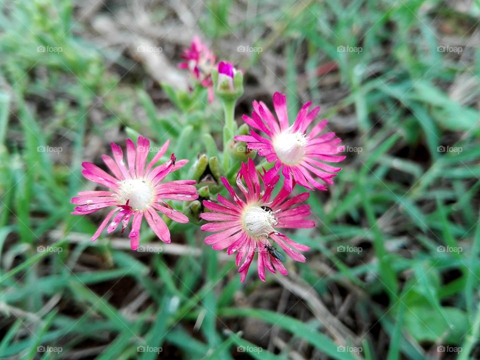 Pink Wildflowers