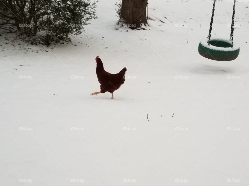 Rooster outside my house