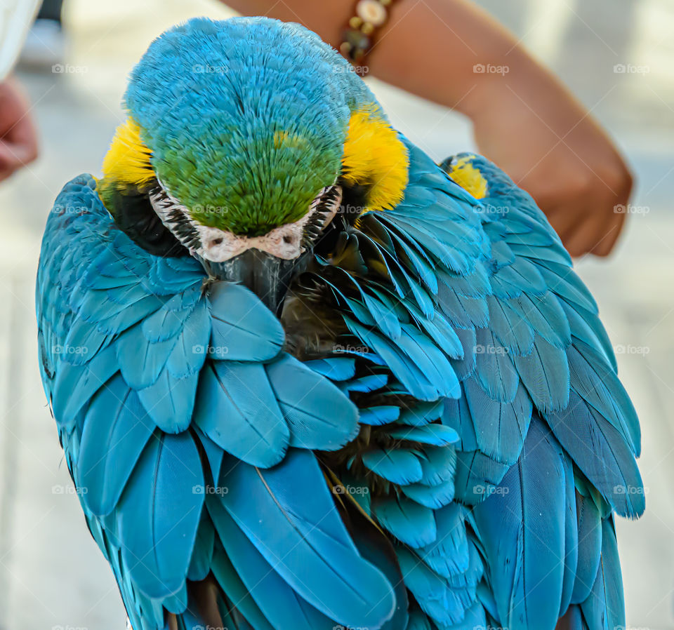 Blue and yellow macaw