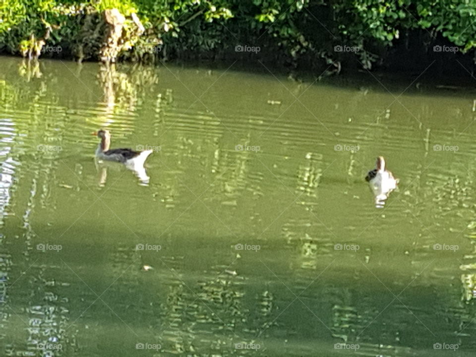 ducks swimming on the water