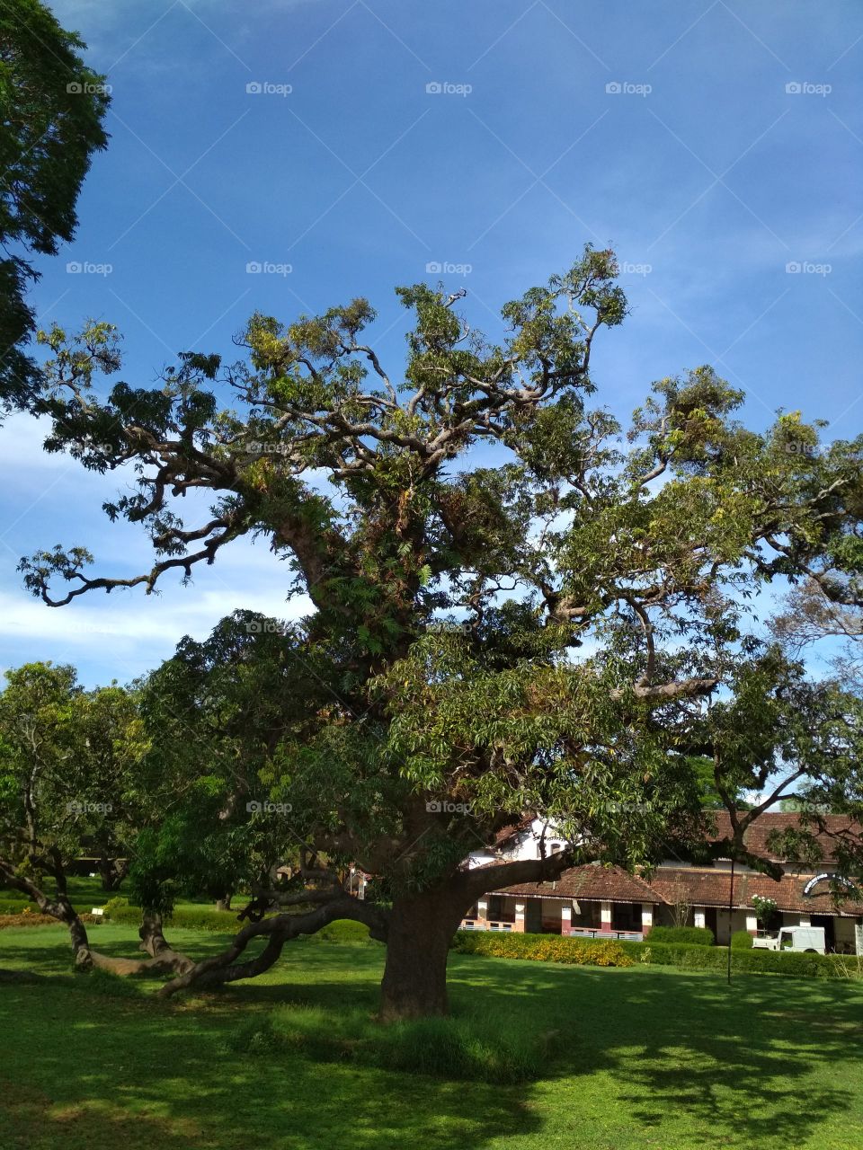 big old tree