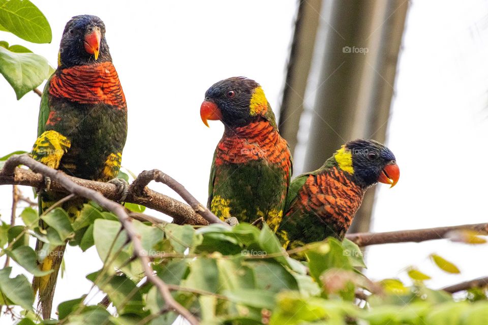 Bird ID - Coconut Lorikeet 