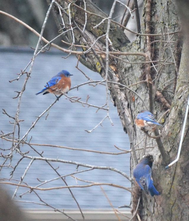 blue birds