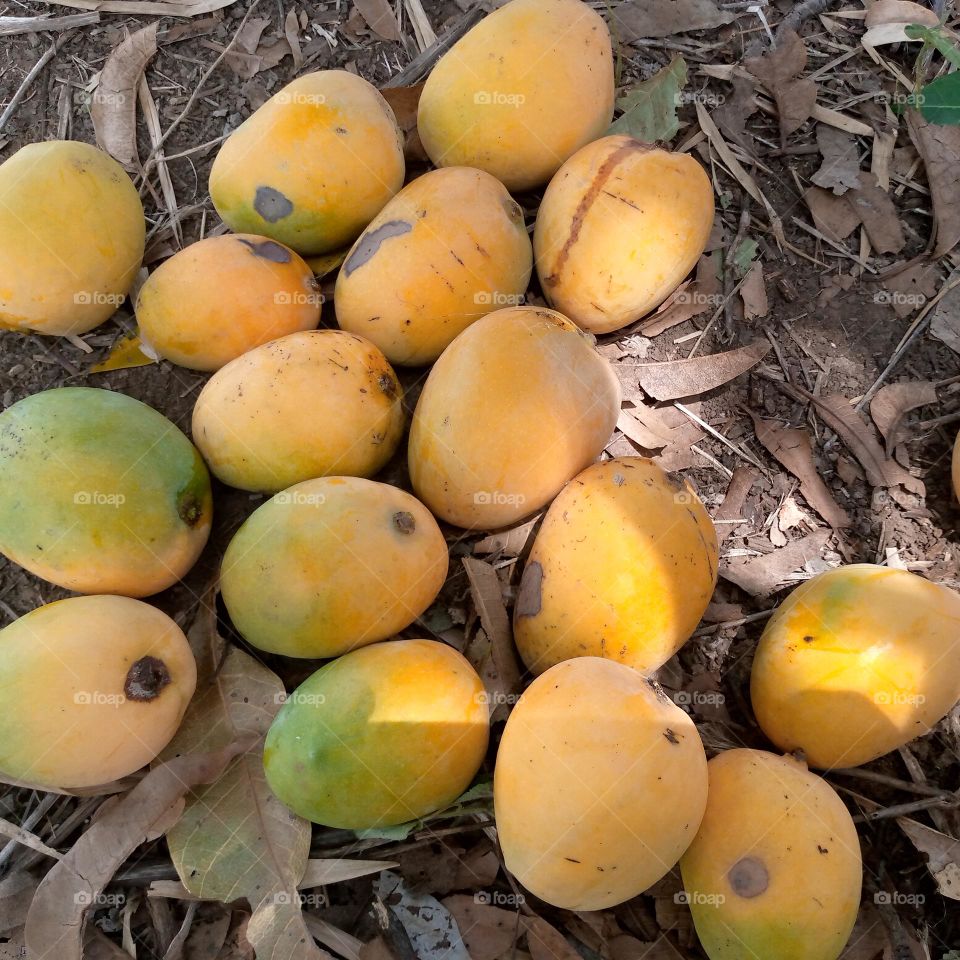 this ripe mangoes to tasty wow cutie tasty
mango of nature
mango fruits
ripe fruits of groun
wow