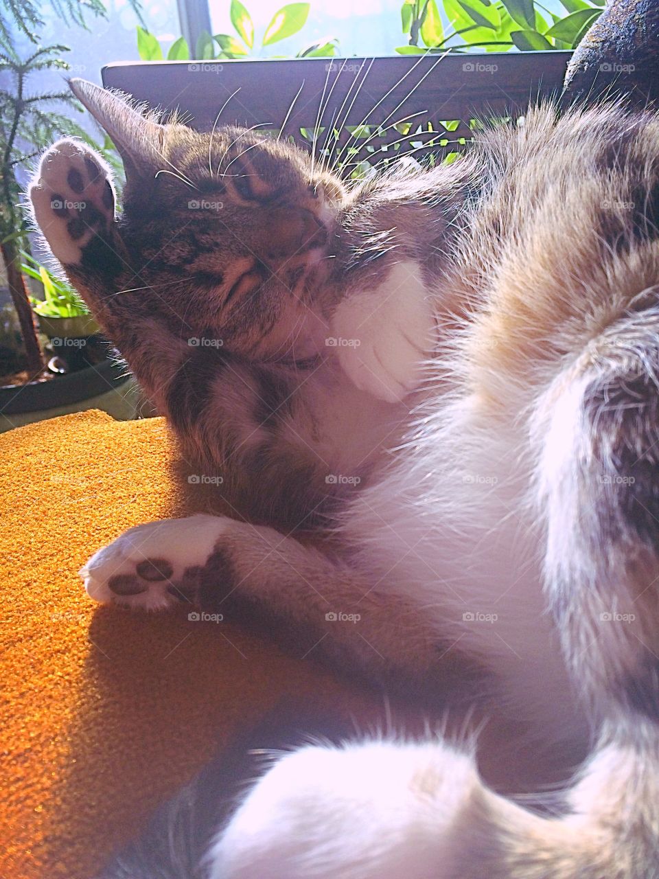 Kitten sun bath