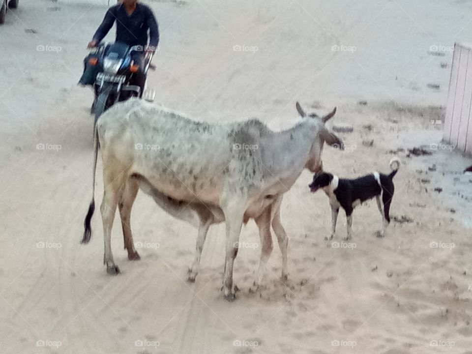 cow with dog