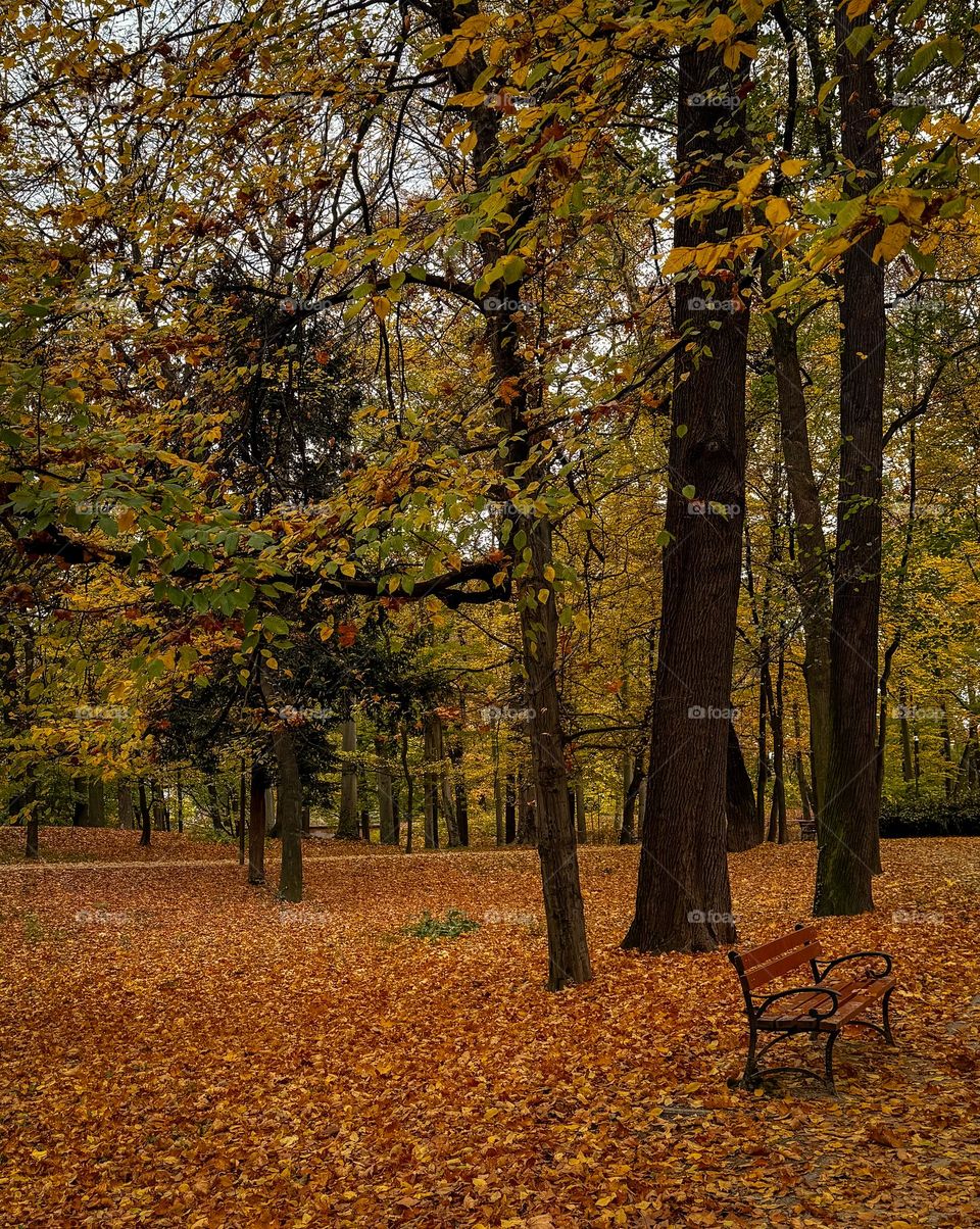 Bench in the autumn park with lots of old hight trees, the ground is covered with bright yellow, orange and green fallen leaves. Fall, October